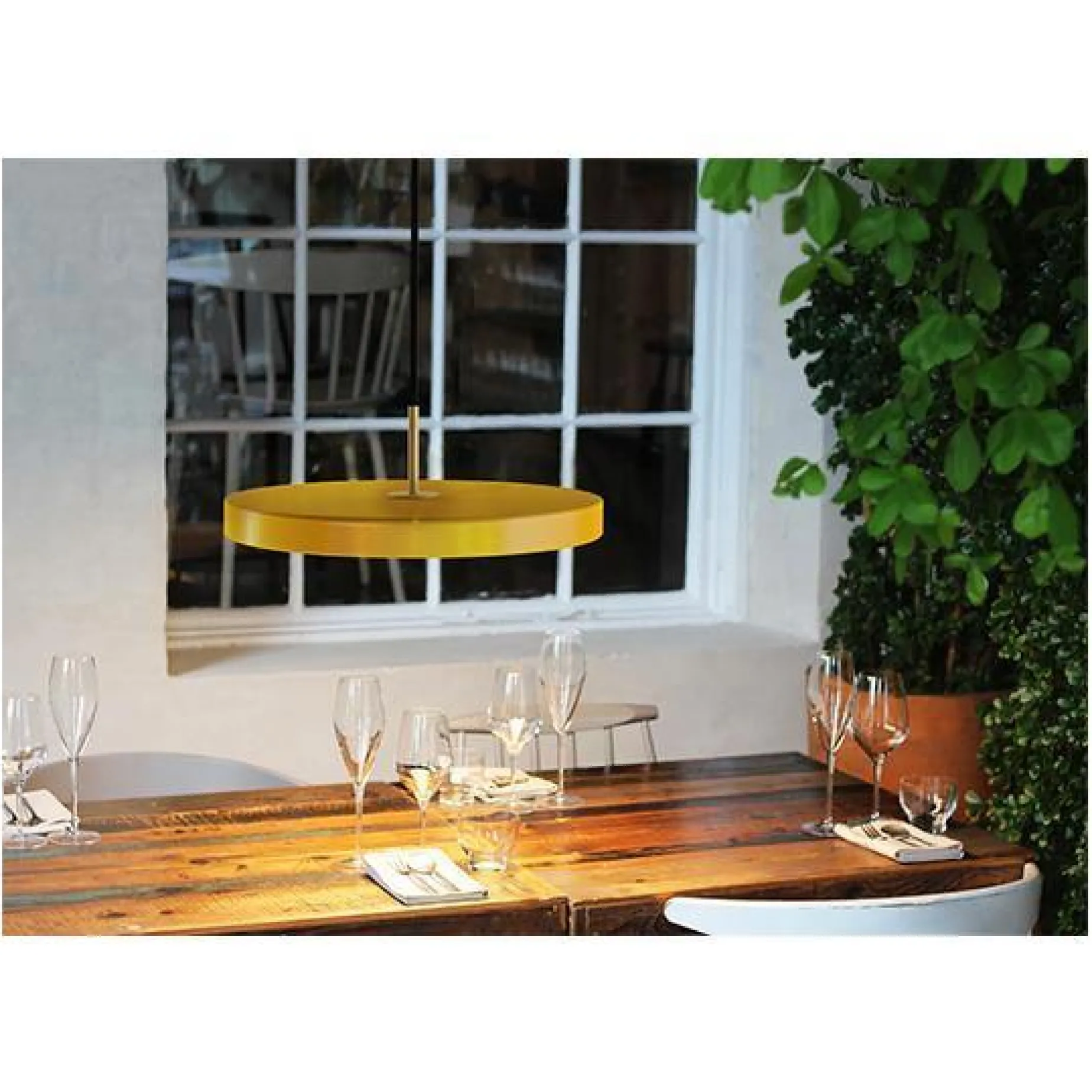 Asteria medium 43 | saffron yellow